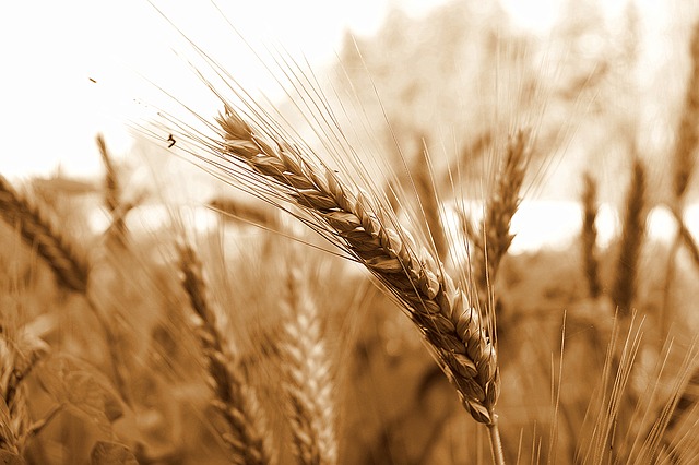 Poljoprivrednici na gubitku zbog pšenice