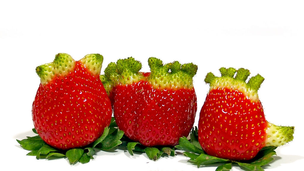 Treba li Srbija da dozvoli GMO hranu | Kamatica