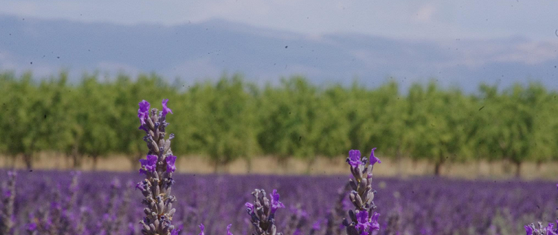 Koliko se isplati uzgajanje lavande?