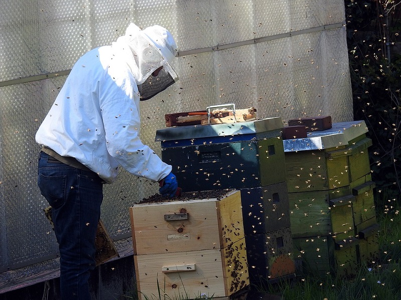 Pčelarstvo je ponovo u modi, a evo koliko može da se zaradi