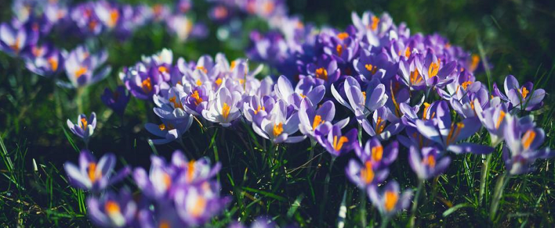 U septembru se sadi cvet od koga možete da zaradite 40.000 dinara po kilogramu